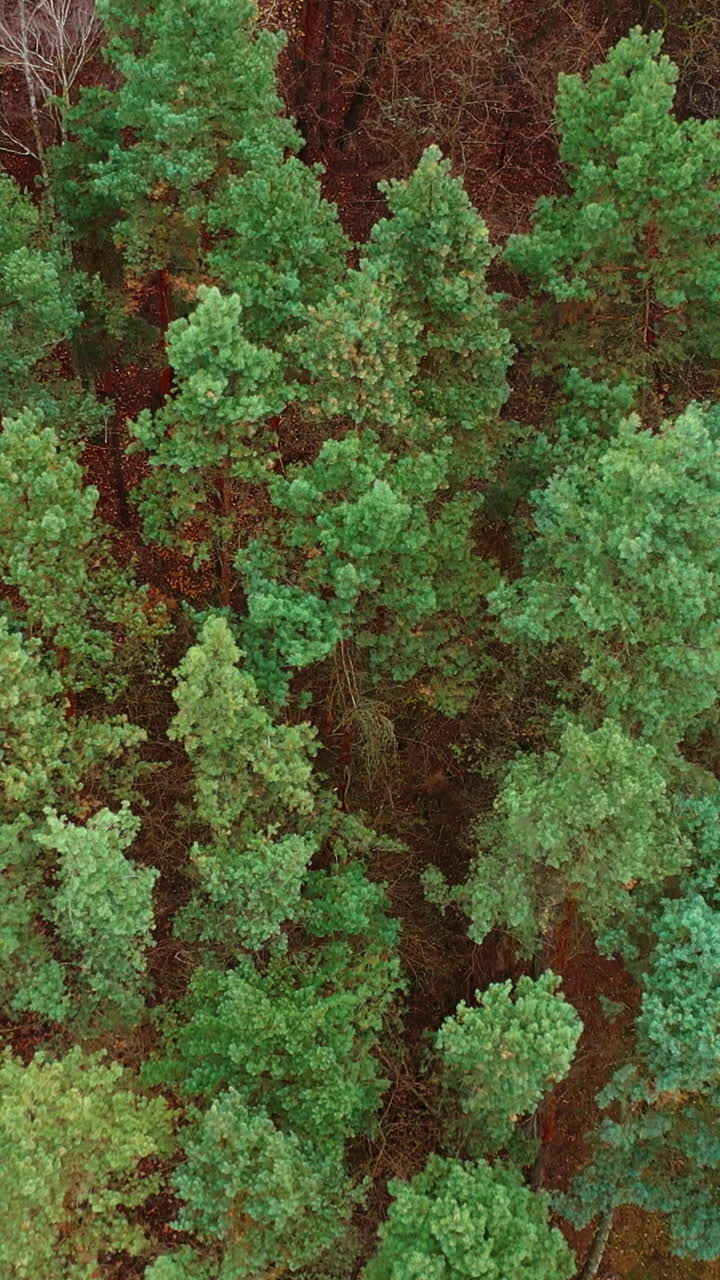 Trees top view. Beautiful view over the tops of forest trees