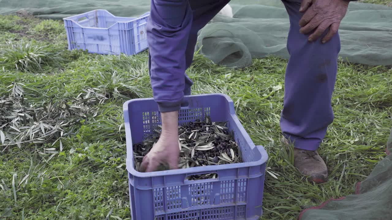 방금 수확한 검은 올리브가 있는 올리브 바구니를 확인하는 노동자