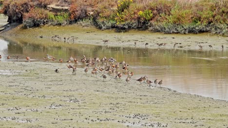 Camera-pulls-back-from-close-up-of-shorebirds-feeding-to-reveal-habitat