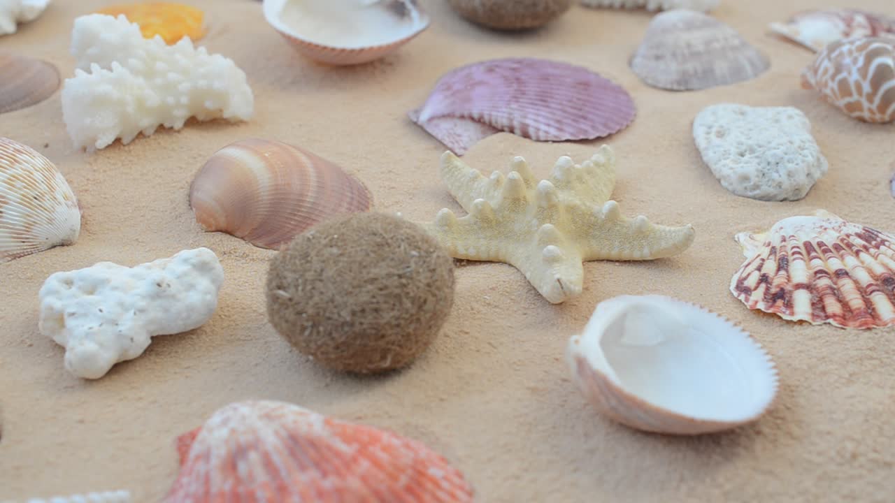 Cockleshells on sand. Shooting with conducting