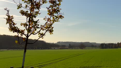 lonely tree with colorful leaves and green agricultural field with cars on countryside road during sunset - wind turbines rotating in background at horizon - beautiful day with clear sky in autumn