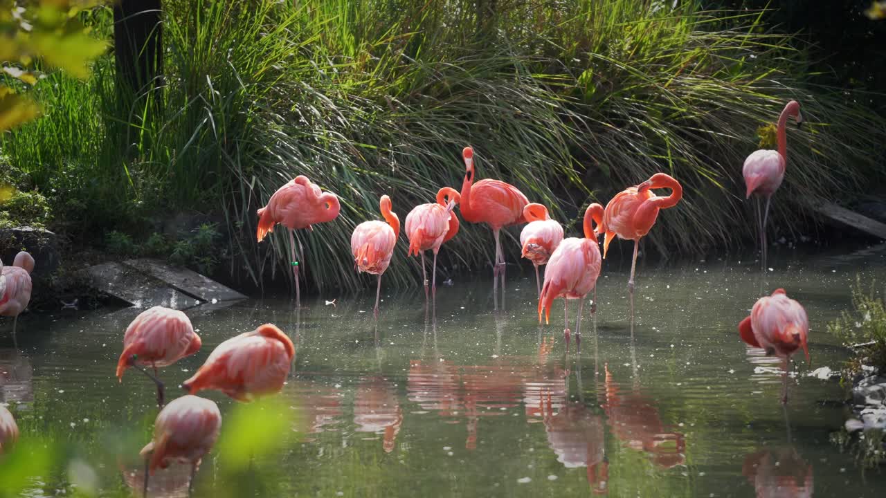 The Higashiyama Zoo Flamingos Standing Under the Sun (Aichi, Japan)