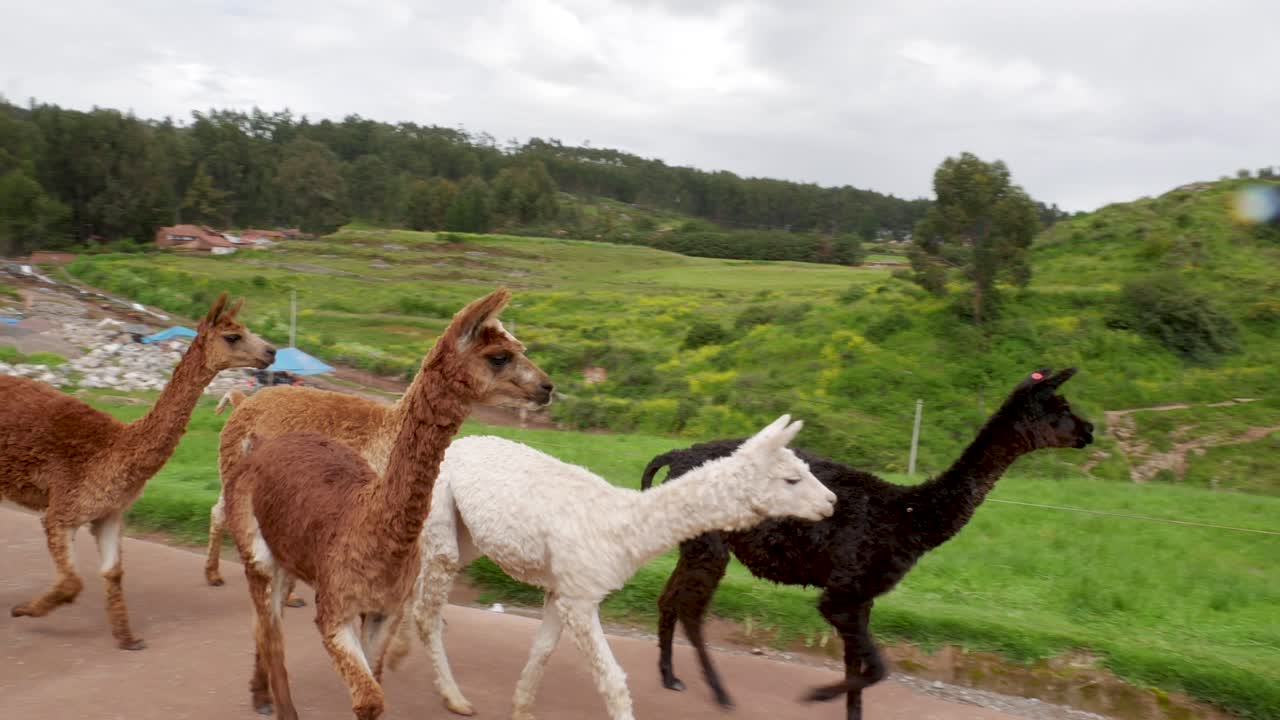 Curious group of Llamas in Peru, Cusco