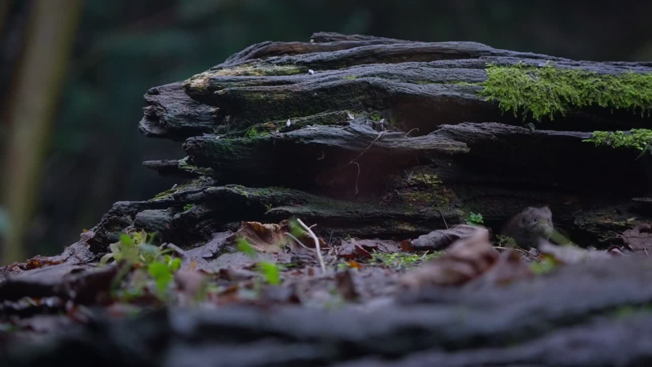 Bank vole hides beneath mossy log, just visible in shadows as it waits silently in forest
