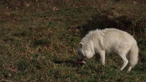 lobo ártico tirando de una presa peluda para masticarla más despacio