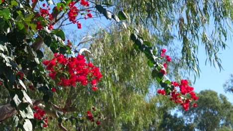 shot of red flowers growing on an australian native tree