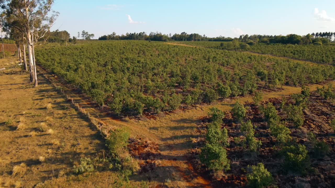 Plantação de erva-mate banhada pelo calor do sol em um lindo dia de céu azul, adornado com nuvens brancas e fofas na Argentina