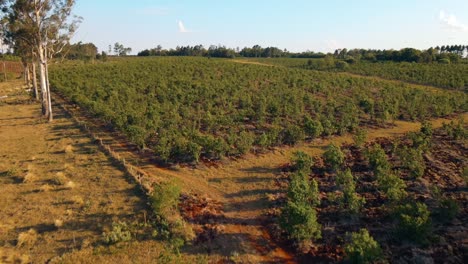 Yerba-mate-plantation-bathes-in-the-warm-sunlight-of-a-beautiful,-blue-sky-day-adorned-with-fluffy-white-clouds-in-Argentina