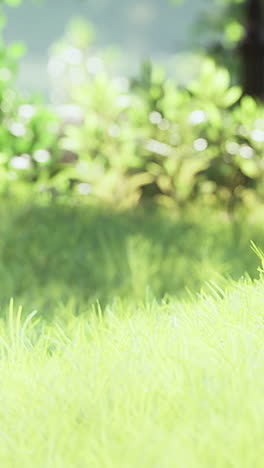 close-up of green grass and blurred foliage