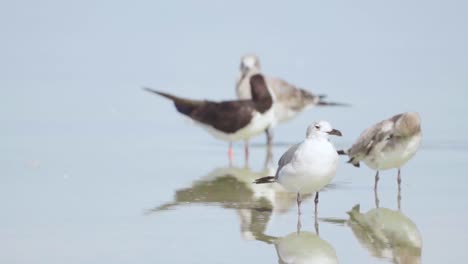 Gaviotas-En-Aguas-Poco-Profundas-En-La-Playa-Con-Skimmer-Negro-Perturbado-En-Backgrounf