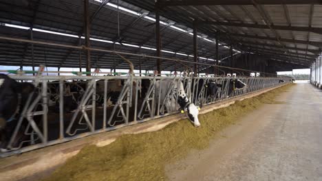 organic milk production: healthy cows grazing in the stall, creating fresh dairy products for natural food enthusiasts