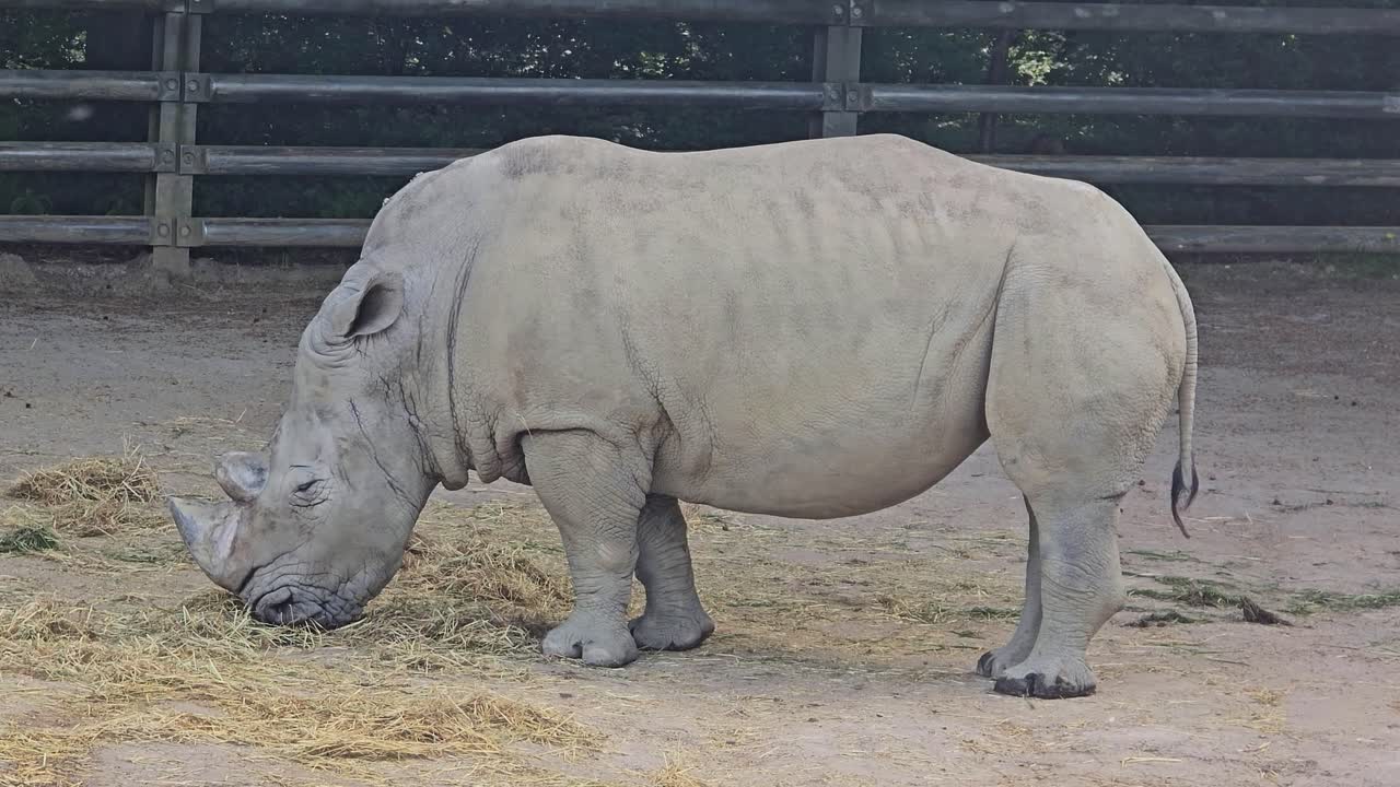 Close up of a rhino