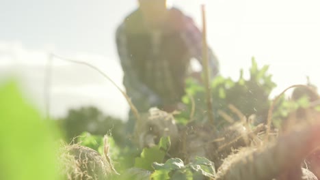 Mature-man-working-on-farm