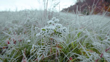 Nahaufnahme-Von-Frischem-Eisgras-Auf-Der-Frostigen-Insel-Texel,-Niederlande