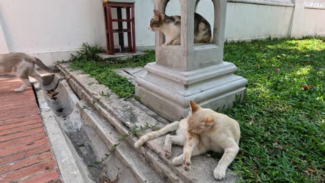 cat climbs monument to avoid dog