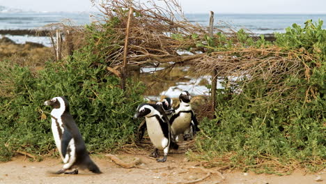 contoneo de pingüinos africanos camina a través de la abertura en la vegetación costera