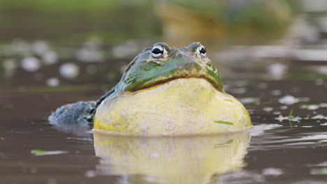 portrait of a male african bullfrog inflating his vocal sacs in a puddle