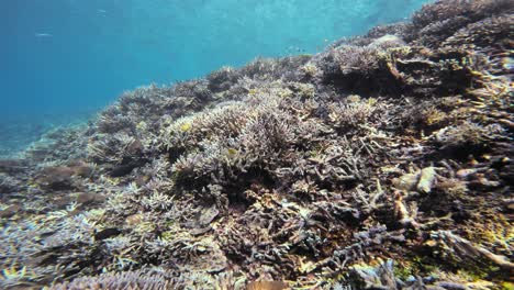 Una-Cautivadora-Toma-Submarina-Con-La-Cámara-Moviéndose-Sobre-Un-Vibrante-Arrecife-De-Coral.