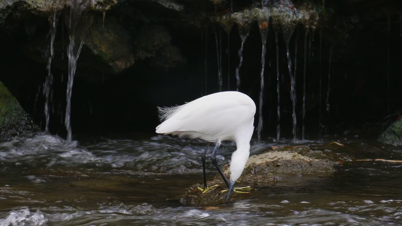 White Little Egret (Ardeidae Garzetta) hunting on rapids of fast-flowing Yangjae Stream standing on the rock, wildlife in South Korea