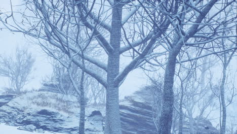 winter-deciduous-forest-on-a-foggy-morning