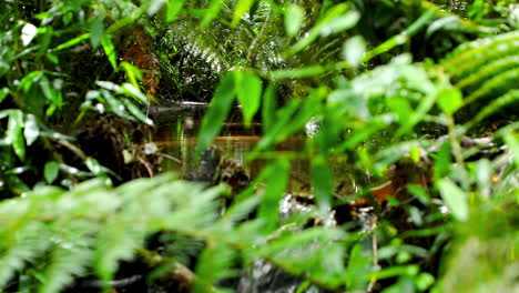 fresh green bushes in a tropical rain forest with calm river water flowing down the jungle