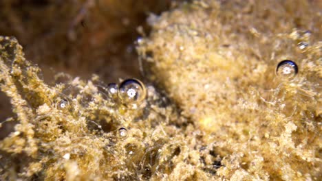 Makro-Unterwasseraufnahme-Von-Sphagnum-Torfmoos-Mit-Anhaftenden-Luftblasen