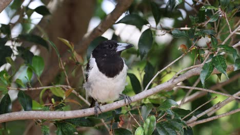 un pájaro se sienta tranquilamente en una rama, observando.