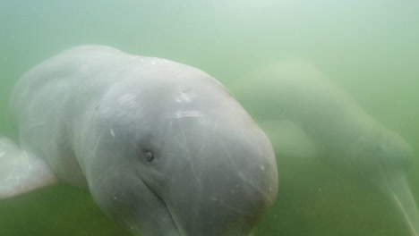 Delfines-De-Río-Jugando-E-Interactuando,-Primer-Plano-De-Las-Fosas-Nasales,-Ojos,-Cara---Amazonas,-Brasil