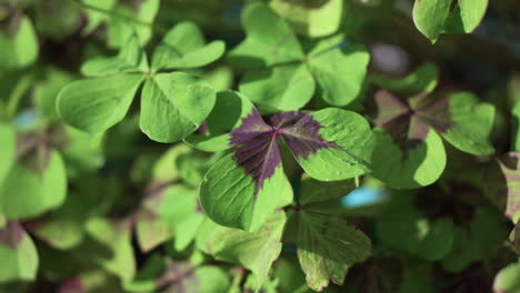 close-up-of-four-leaf-clovers-with-small-droplets-of-water-on-them-on-a-slow-motion-frame-shining-from-the-sun