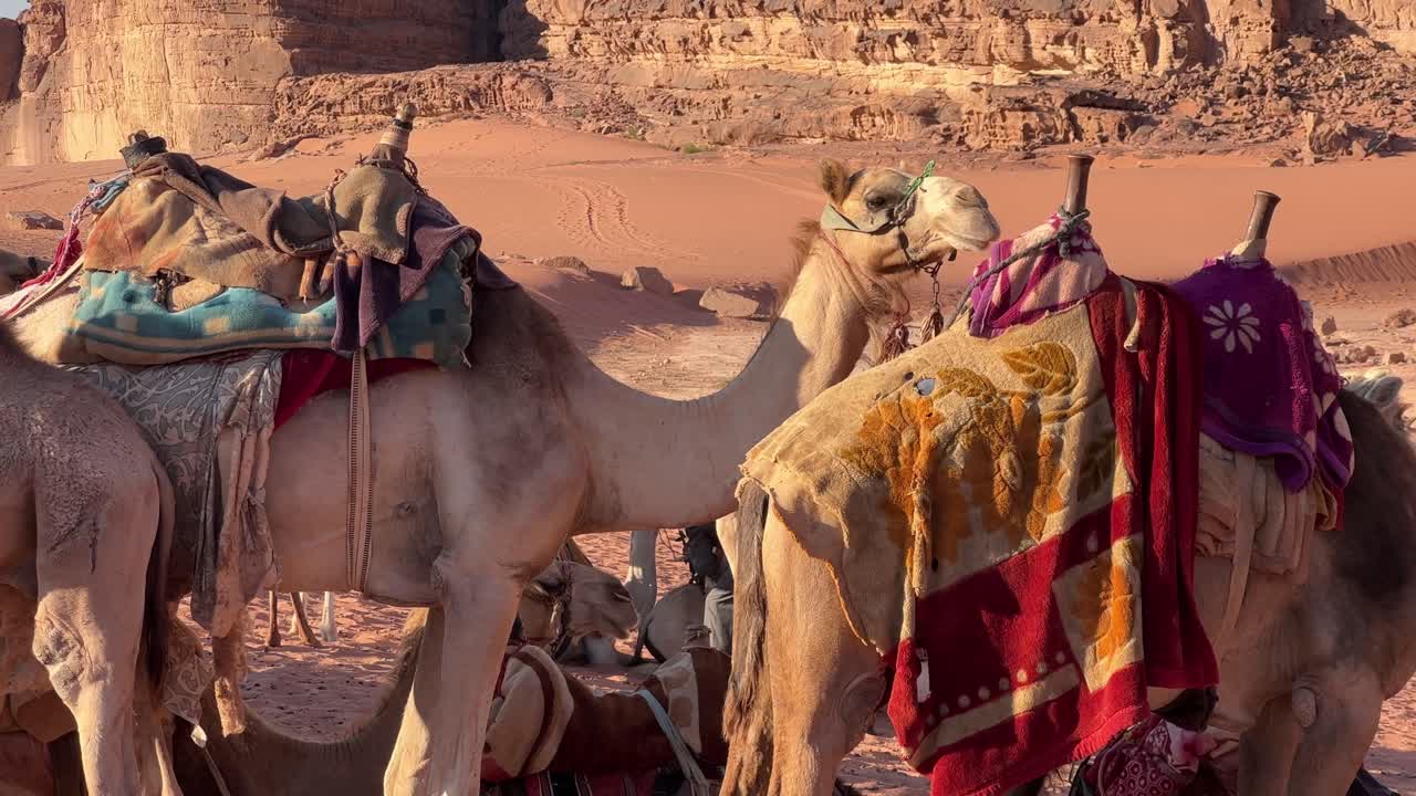 Chameaux marchant sur un sol sablonneux et aride dans le désert du Wadi Rum en Jordanie, Moyen-Orient, Asie