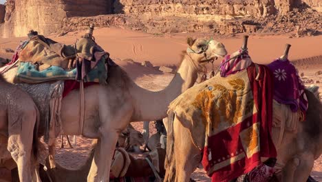 Camels-Walking-across-Sandy-and-Arid-ground-of-Wadi-Rum-Desert-in-Jordan,-Middle-East,-Asia