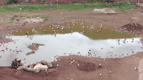 Aerial-4K-footage-captures-a-diverse-assembly-of-birds-flocking-to-a-waste-site's-pan,-showcasing-their-vibrant-plumage-as-they-forage-for-food