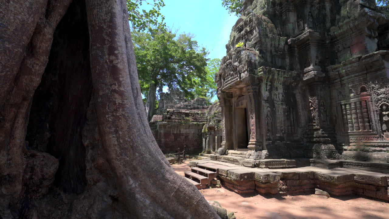 Giant tree roots wrap around old temple ruins in jungle, ancient architecture reclaimed by nature, Preah Khan Cambodia Temple