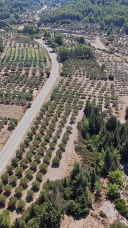 vista aérea de olivos y carreteras sinuosas en un paisaje rural