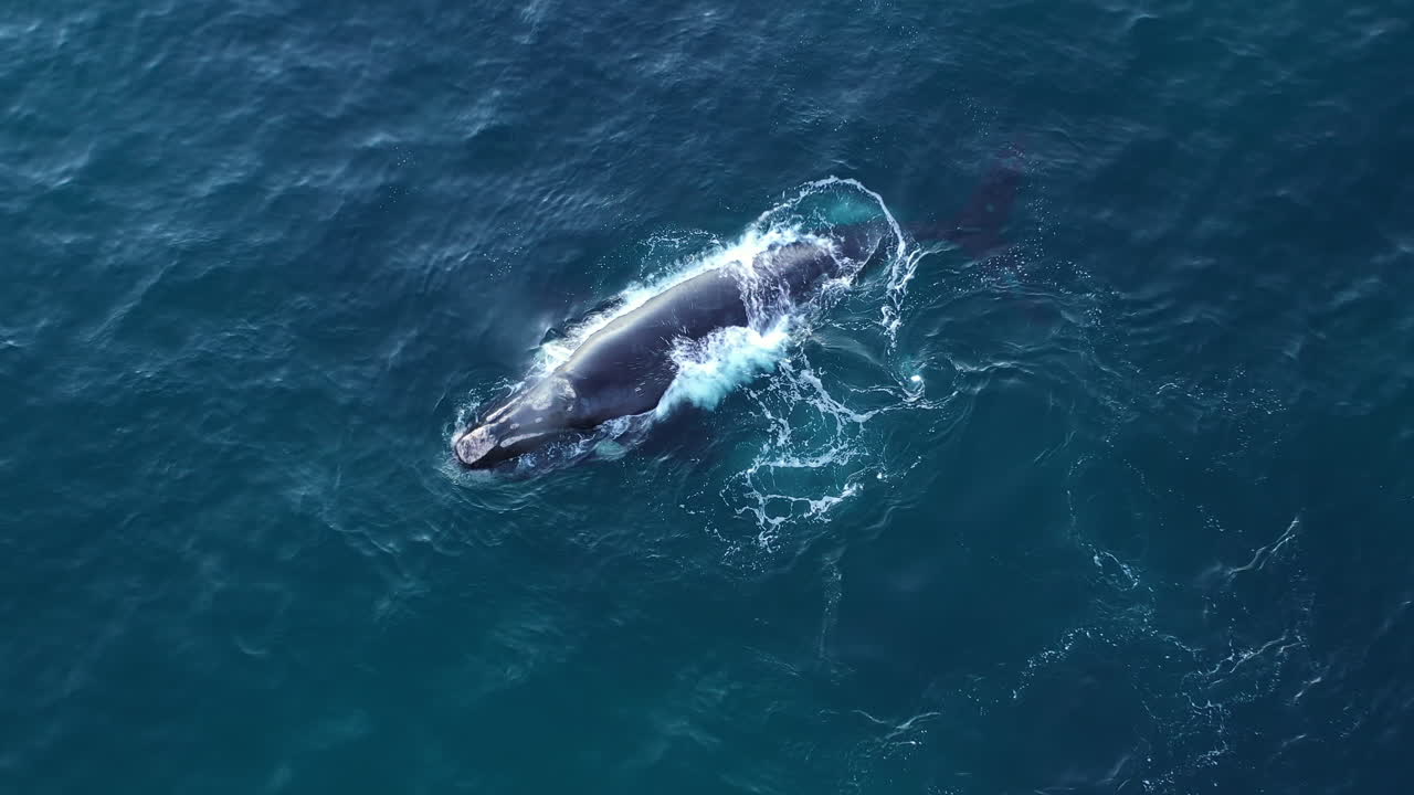 See a humpback whale breach the water and splash back down in an aerial shot off