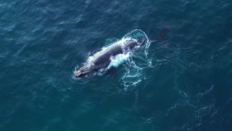 see a humpback whale breach the water and splash back down in an aerial shot off