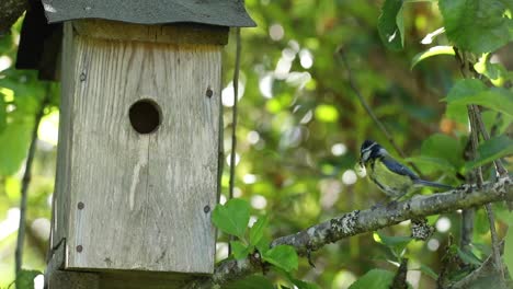 Blue-tit-flying-in-and-out-of-nest-box-in-apple-tree-in-garden-in-spring,-Scotland