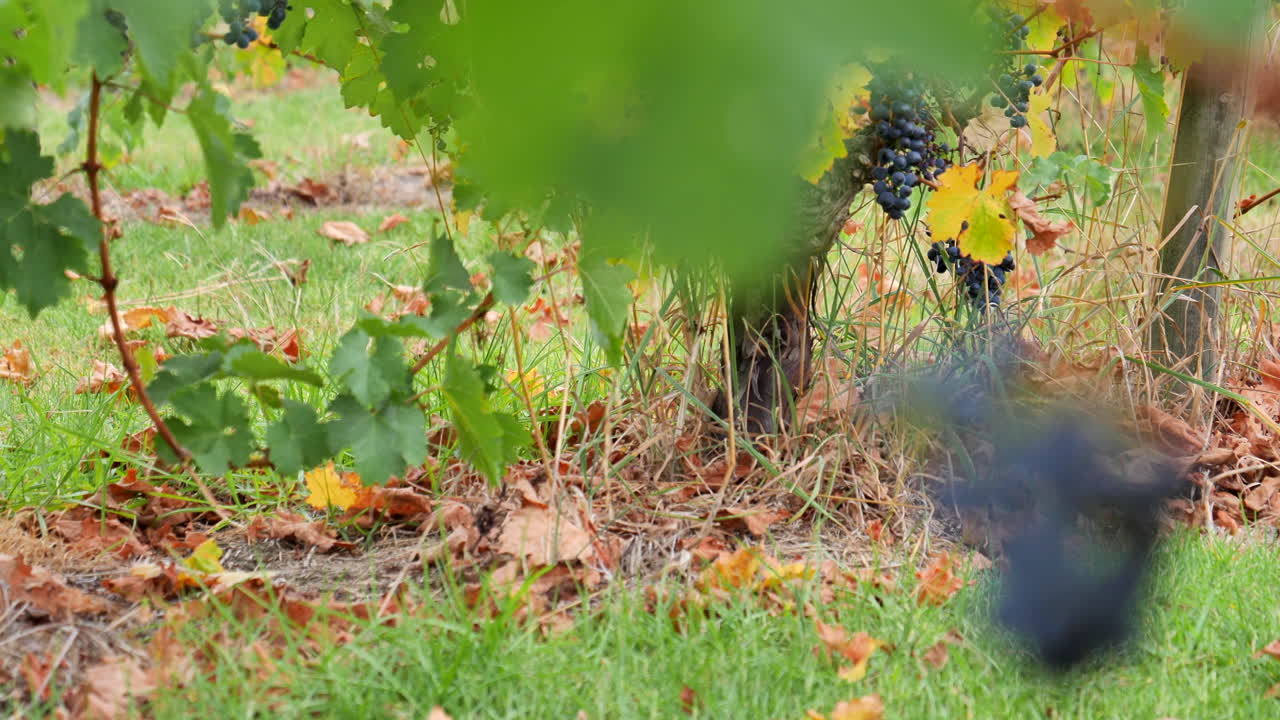 uvas colgando de la transición del enfoque de la vid