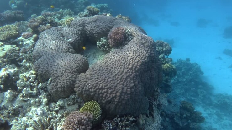 Beautiful tropical coral reef in the shape of a ring. Camera moves sideway to the left side. Underwater life in the ocean