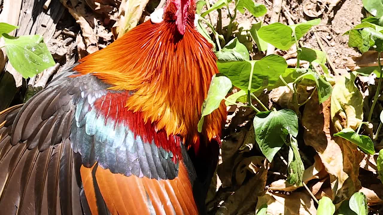 A vibrant rooster with striking plumage stands amidst lush green foliage, showcasing its colorful feathers in sunlight.