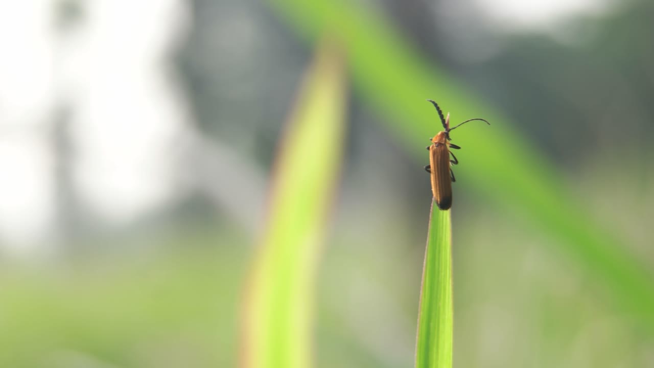 che vive sull'ecosistema del prato di erba verde, fauna selvatica degli insetti animali