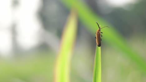 Viviendo-En-El-Ecosistema-De-Pradera-De-Hierba-Verde,-Insectos-Animales-Vida-Silvestre