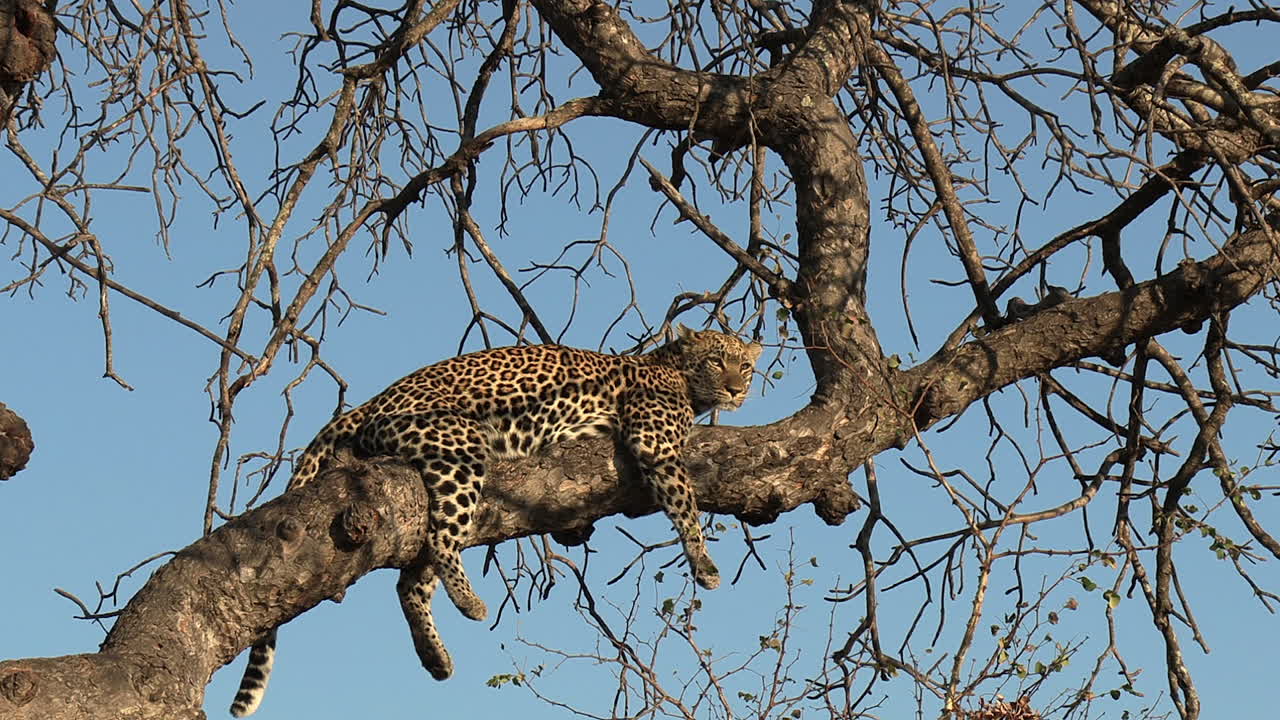 el leopardo descansa sobre la rama de un árbol a la luz del sol con el cielo azul de fondo