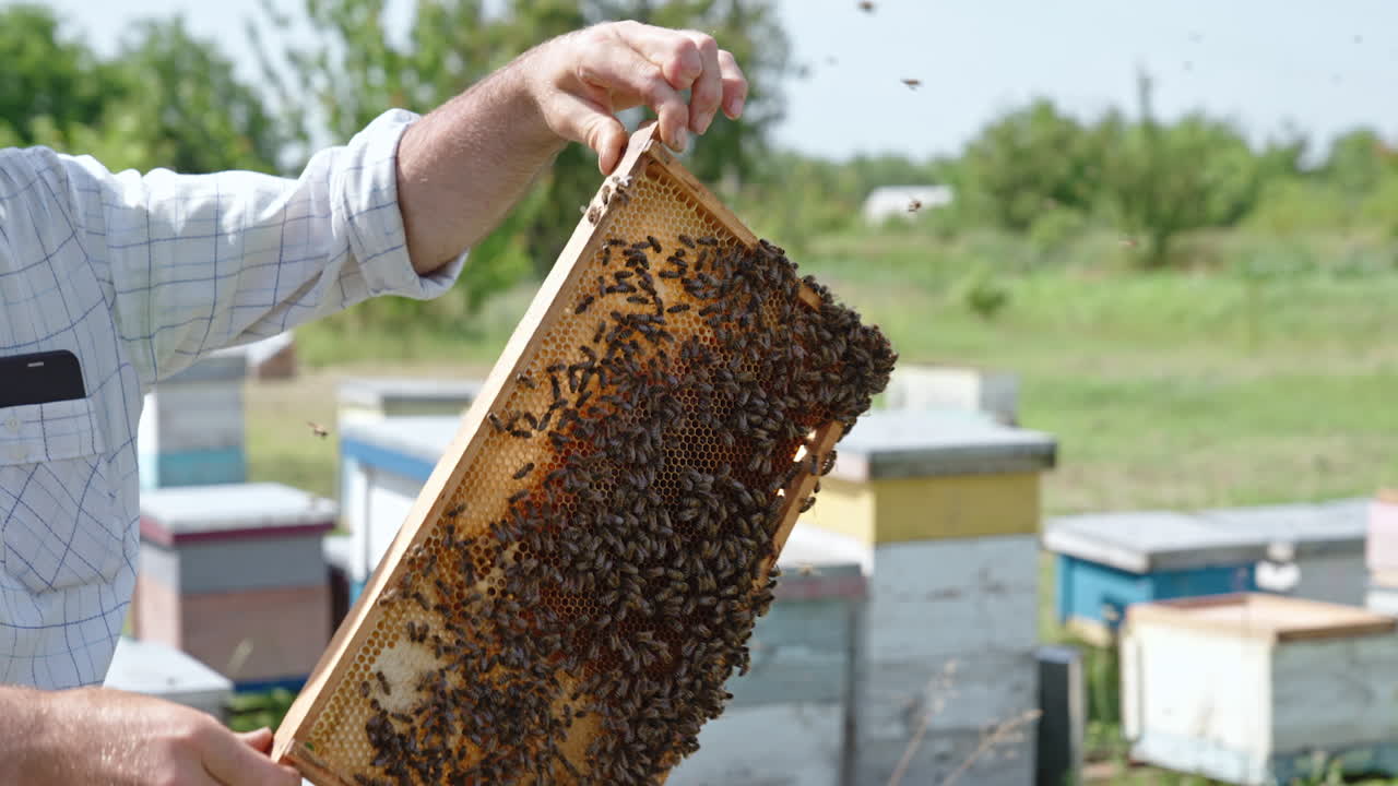 A swarm of worker bees coated the frame of honeycombs. Bee farmer checking-up the harvest in his bee farm. Bee hives in the nature backdrop in blur.