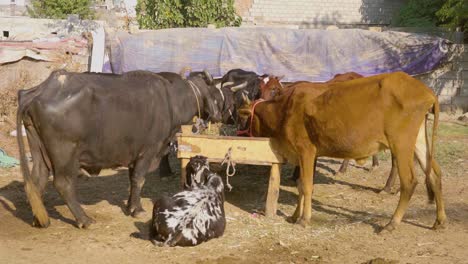 cows and a goat eating at a farm in rural south asia