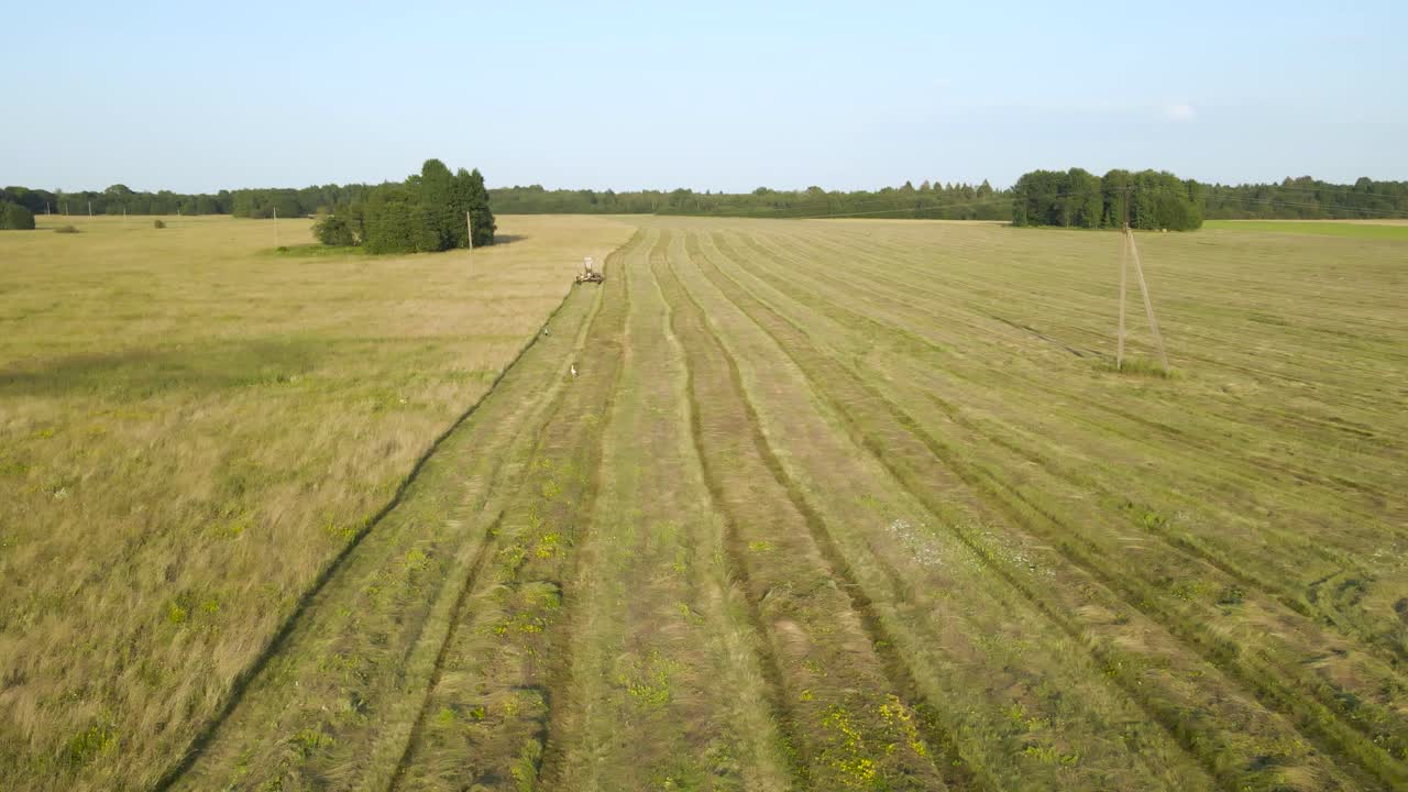 Aerial drone video of a old rusty tractor mowing and cutting fresh silage wheat hay on a grassy brown and green farm land while storks behind it are looking for food and animals to eat. Summer day