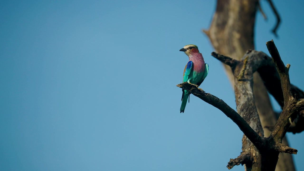 Un vivace rullatore pettolilla posato su un ramo secco contro un cielo azzurro limpido nella savana sudafricana. Autentico comportamento della fauna selvatica in un'ambientazione naturale cinematografica