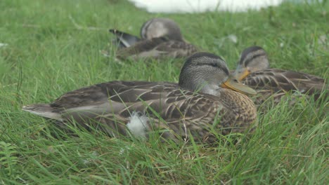 three wild mallard ducks sitting on river shoreline resting and preening feathers