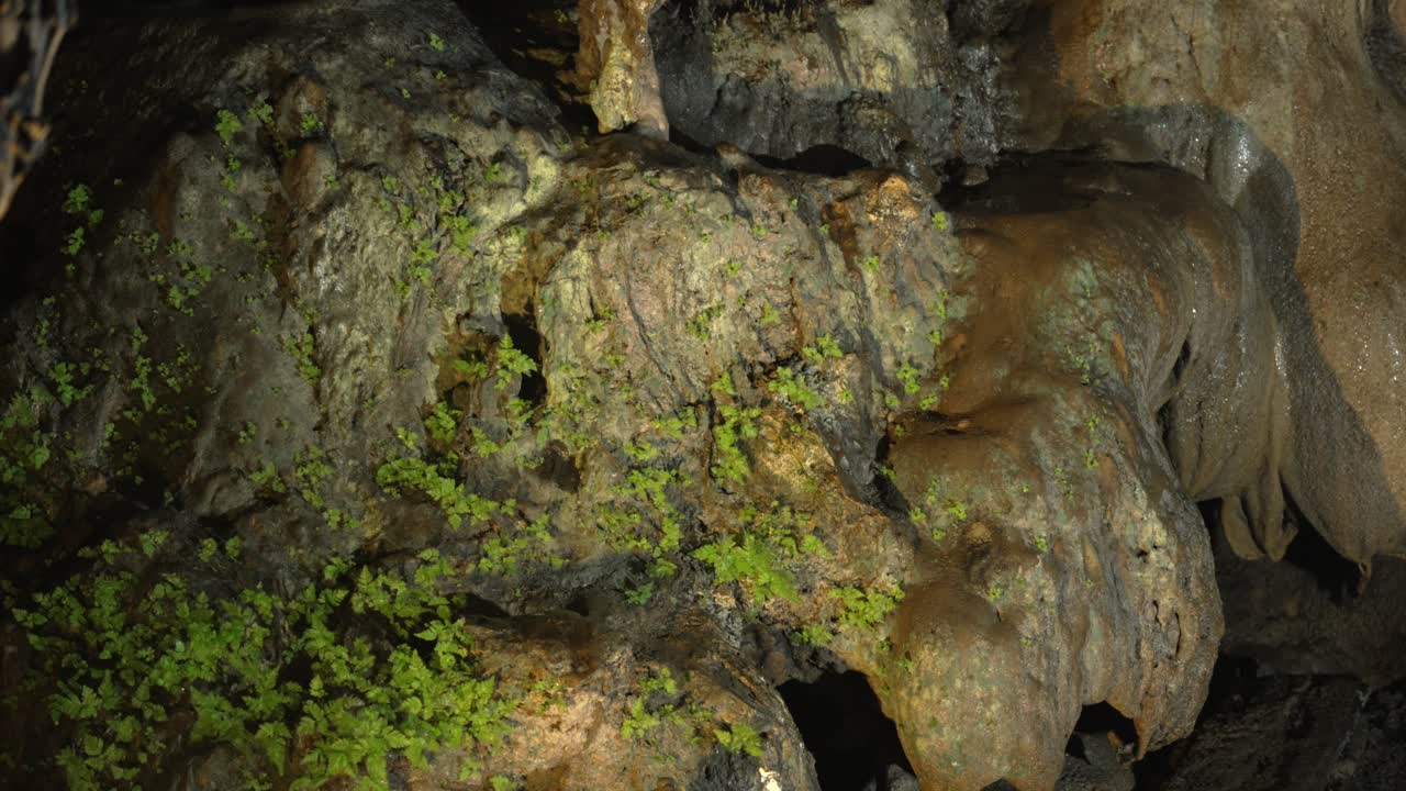 Cave flora lampenflora growing on the rock formations Trung Trang Cave Vietnam