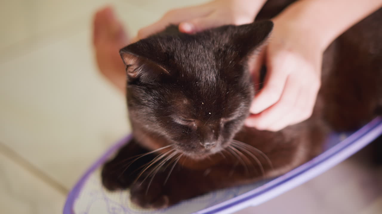 Una mano delicata accarezza la calma felina. Un felino rilassato si gode le affettuose coccole di una mano umana premurosa. Un gatto sereno sperimenta un tocco rilassante mentre impasta e riposa su una superficie di plastica.